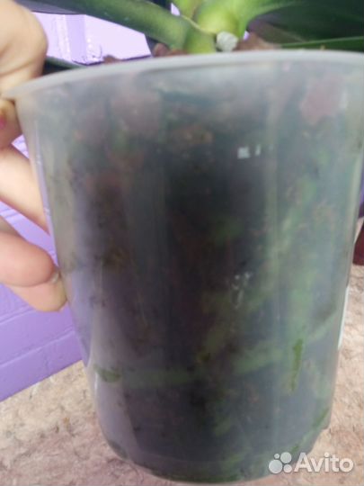 Орхидея фаленопсис