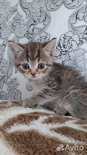 Кошки в добрые руки