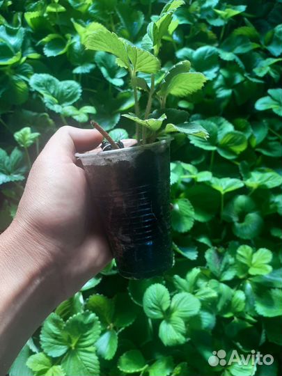 Саженцы клубники укорененые в стаканах