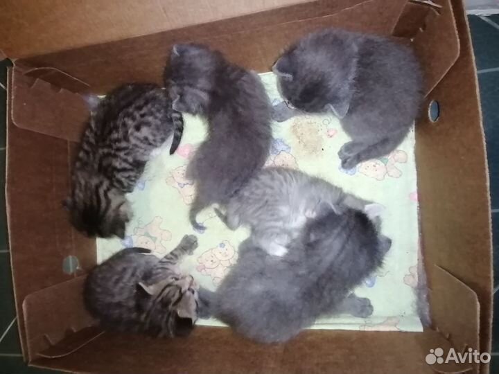 Милые котята