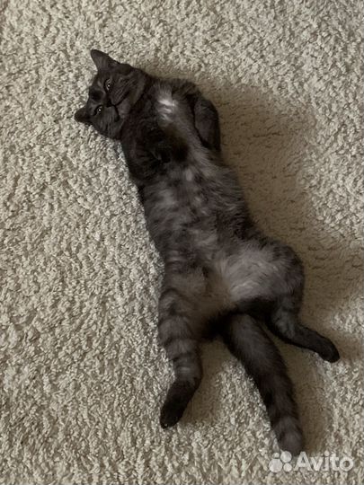 Британская кошка в дар