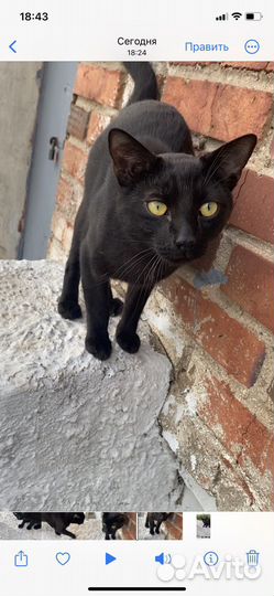 Ищем дом котику