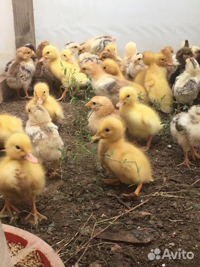 Утята 2-х недельные