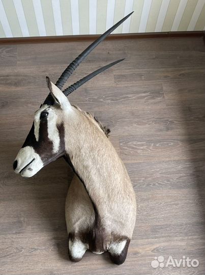 Африканское Чучело головы Орикса (Oryx gazella)