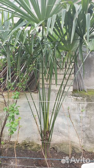 Пальмы веерные