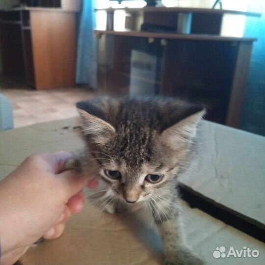 Котята в добрые руки бесплатно