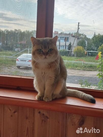 Британская кошка вязка