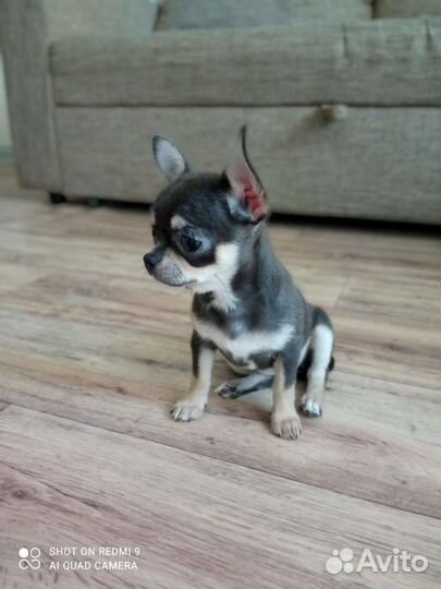 Щенки чихуахуа