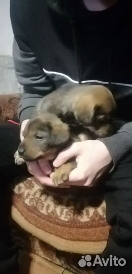 Отдам щенков