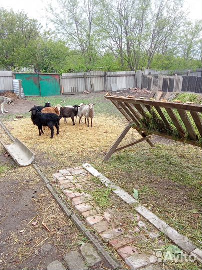 Ярки и баран