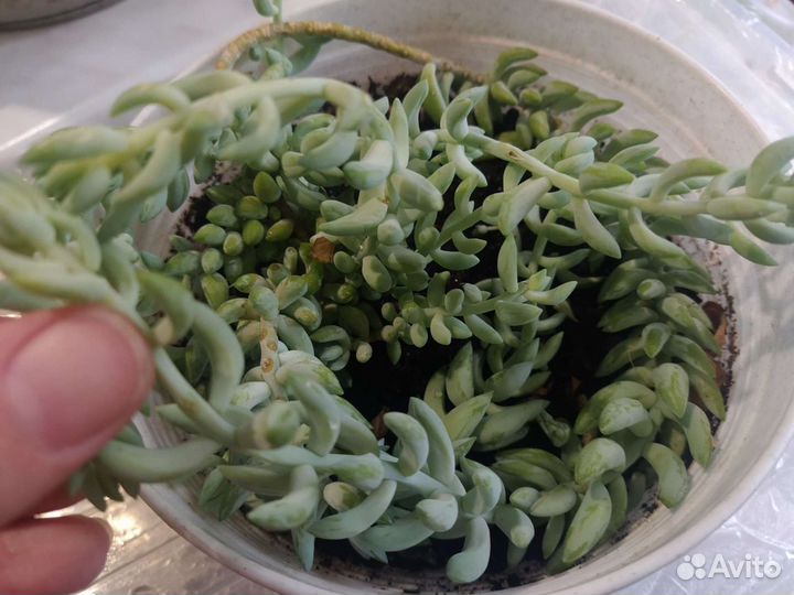 Суккуленты