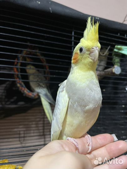 Птенец кореллы