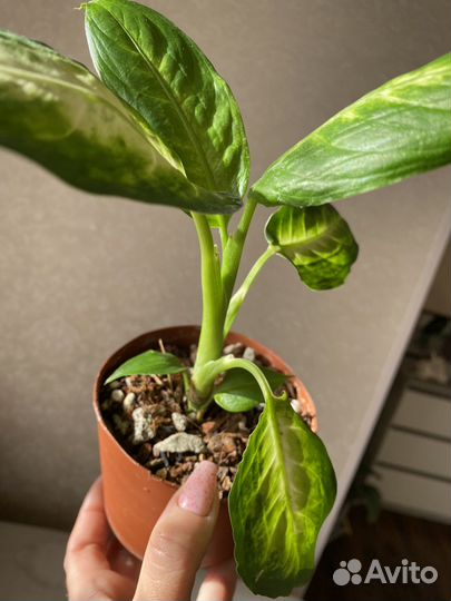 Диффенбахия камила