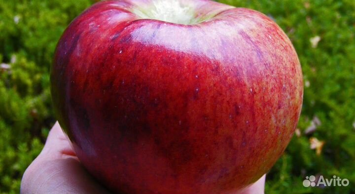 Саженцы плодовых деревьев