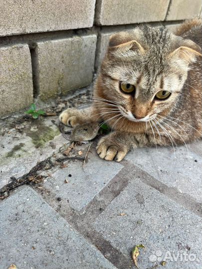 Котёнок девочка помесь