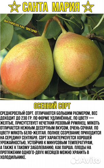 Саженцы, Груши, яблони, черешни, вишни, сливы, пер