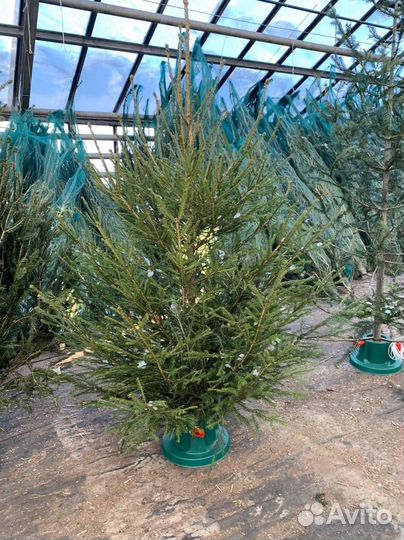 Новогодняя живая елка сосна + Доставка