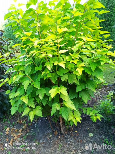 Декоративные кустарники