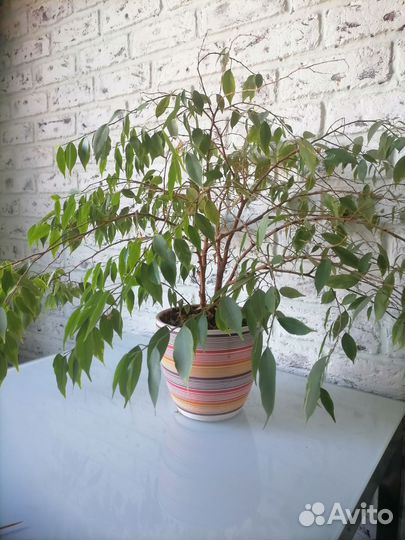 Комнатные цветы