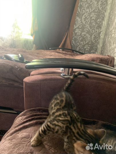 Бенгальская