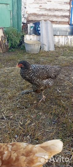 Куры мехеленская кукушка