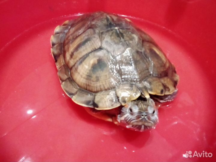 Красноухая черепаха бесплатно