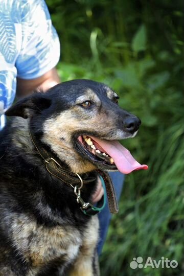 Лада. Шикарная собака в добрые руки