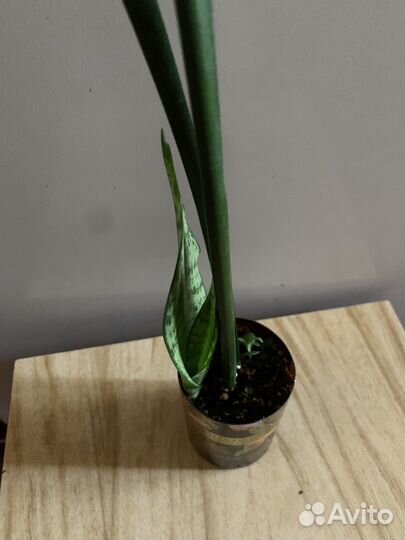 Сансевиерия Лауренти