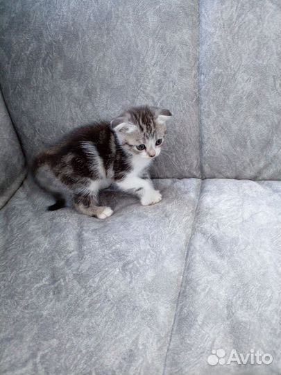 Домашние животные котята