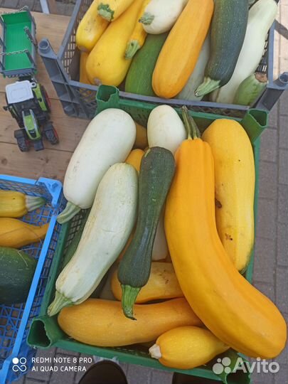 Кабачки домашние