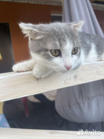 Котята помесь шотландской