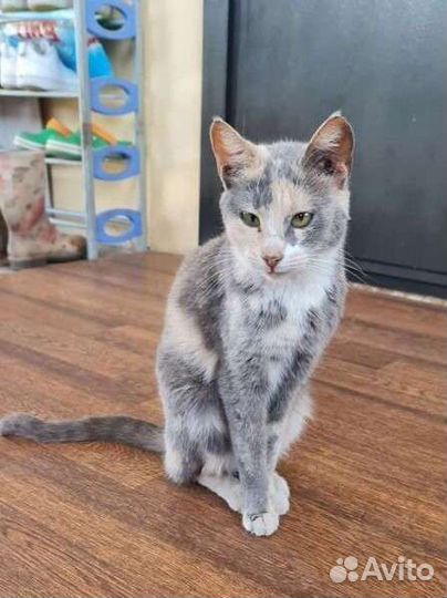 Кошечка в добрые руки