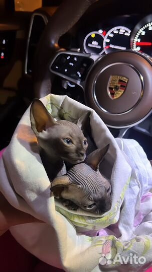 Канадский сфинкс