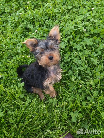 Йоркширский терьер щенки девочки