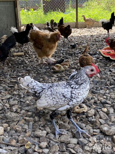 Куры петухи цесарки фазан перепелки