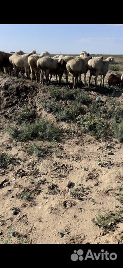 Бараны гиссарские