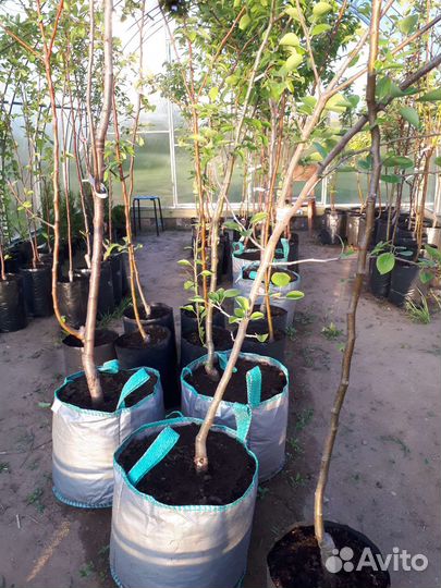 Груши саженцы 4х и 6ти летки