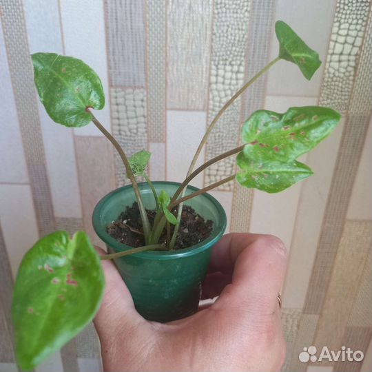 Калладиумы