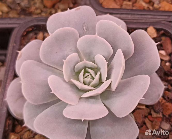 Суккуленты