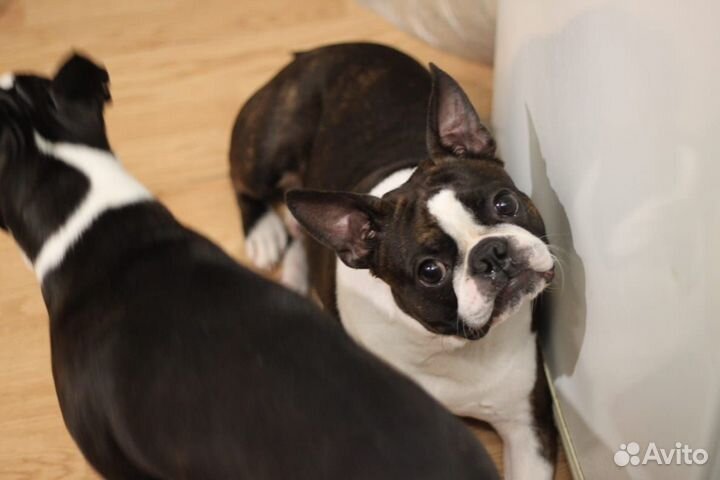 Кобель Бостон Терьер