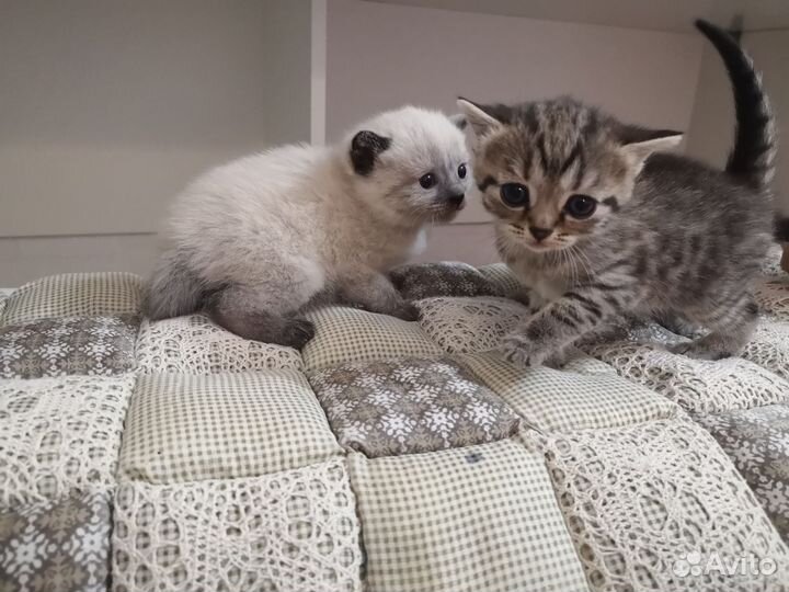Котенок мальчик бесплатно