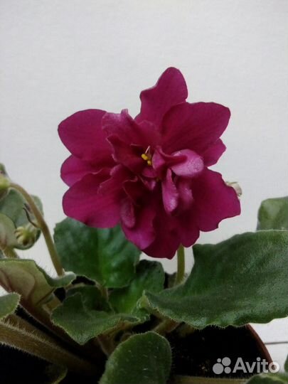 Фиалка (цветущая,в горшке)