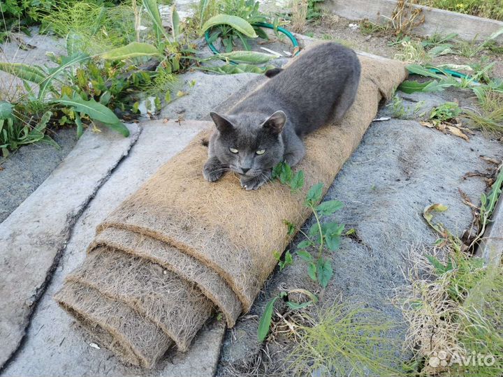 Отдам в добрые руки