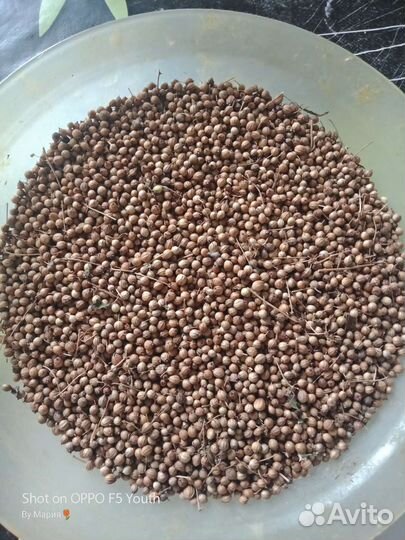 Семена укропа,кориандра