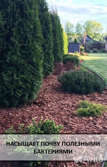 Кора лиственницы