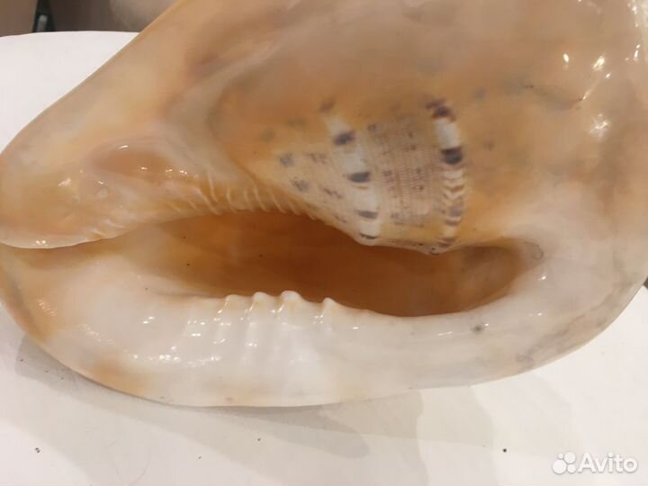 Ракушка большая