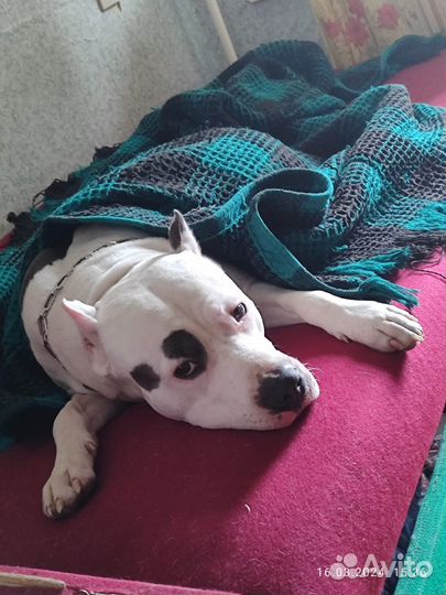 Вязка, Ищем подругу