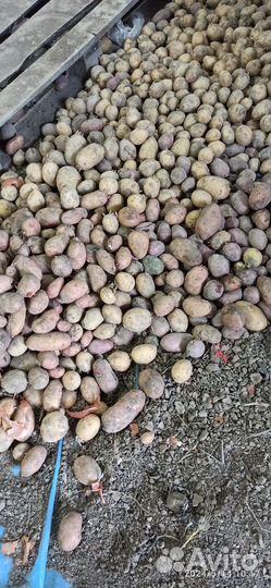 Картошка семенная