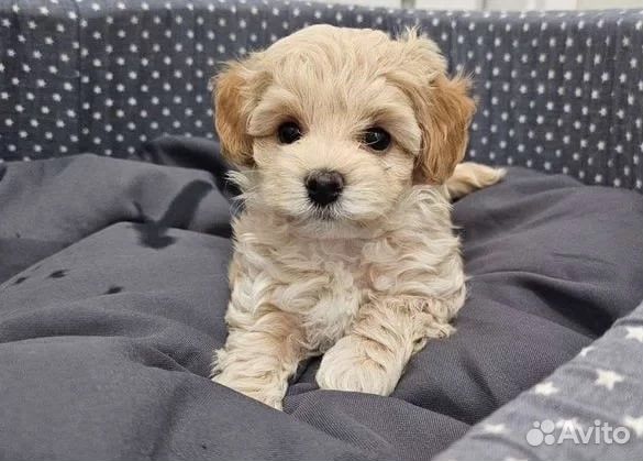 Щеночки мальтипу