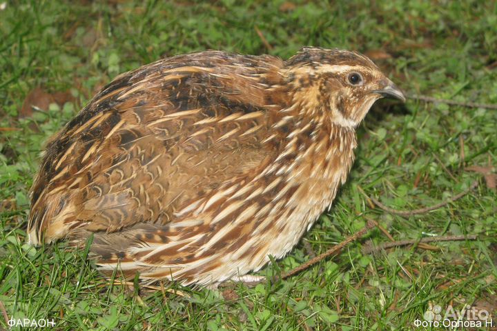 Перепела эстонские,манчжурские,техаские